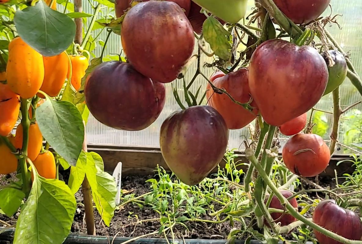 ������ ���� ������ �� ������ �������: �������� ������� � �������