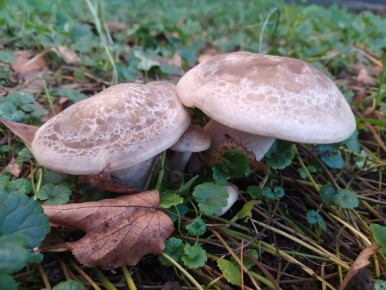 ��������� ������� ��������: ��� ��� ����� � ��� � ��������?