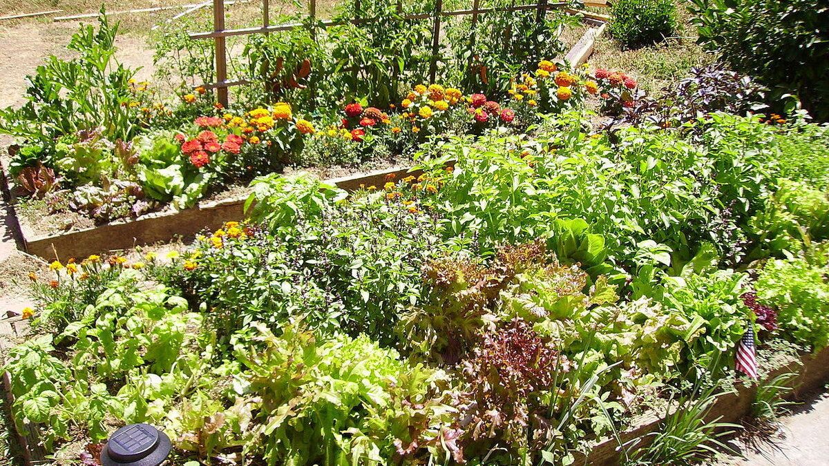 Как отпугнуть грызунов и зайцев на огороде без лишних хлопот