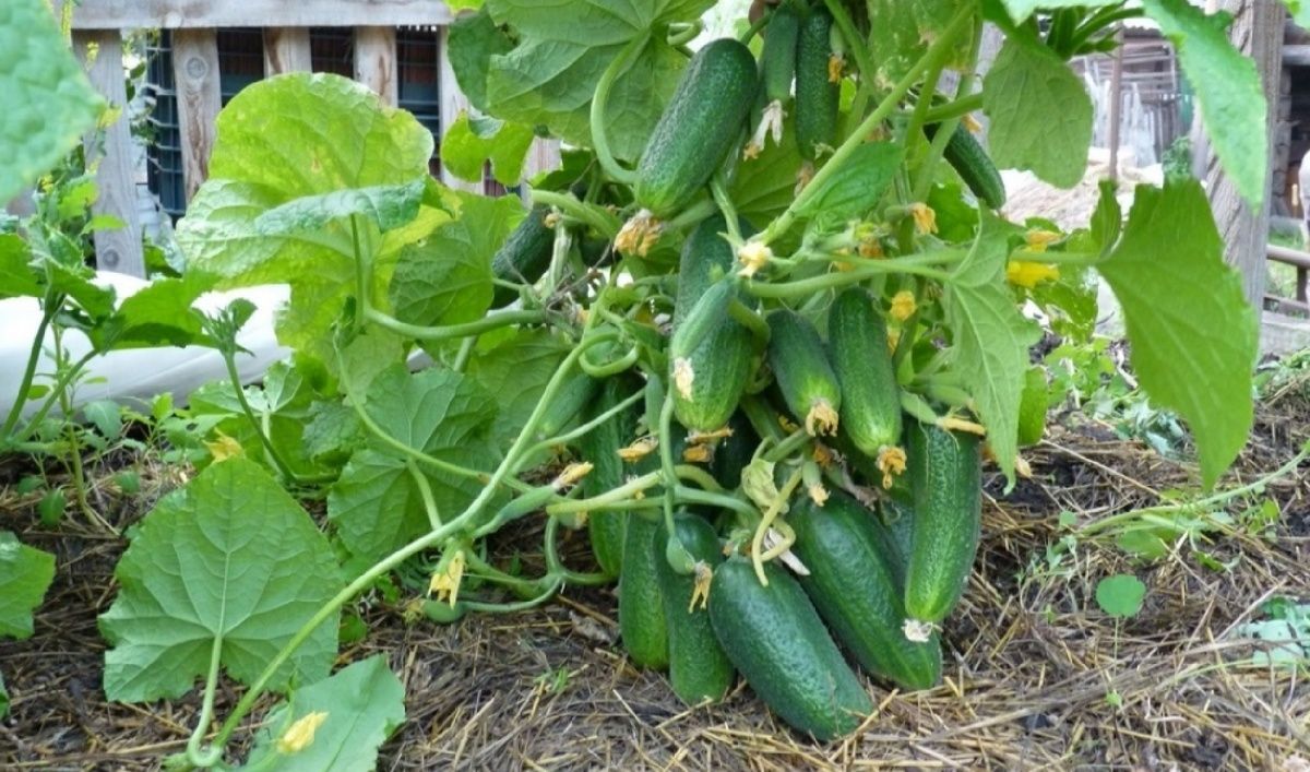 Как правильно подкармливать огурцы в июле: советы для обильного урожая