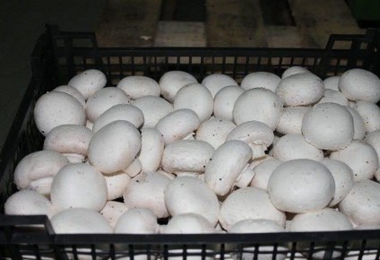 ����� � ����� �������: ������ ��� �����?