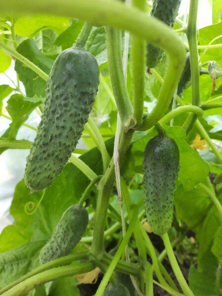 Как правильно ухаживать за огурцами: секреты обрезки листьев