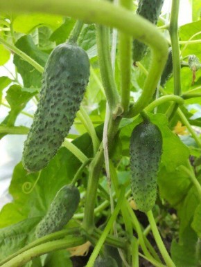 ��� ��������� ��������� �� ��������: ������� ������� �������