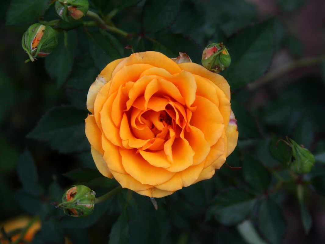 Лаванда: секретное оружие для защиты роз от тли