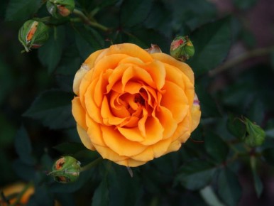 �������: ��������� ������ ��� ������ ��� �� ���