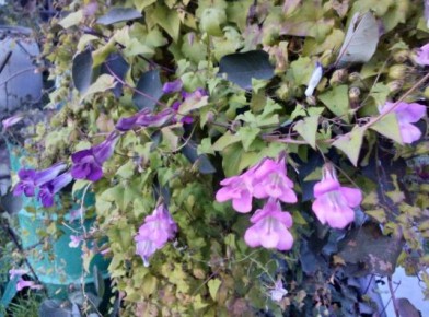 ��� ������� �������� � ������� ����: �������� �������� � ������