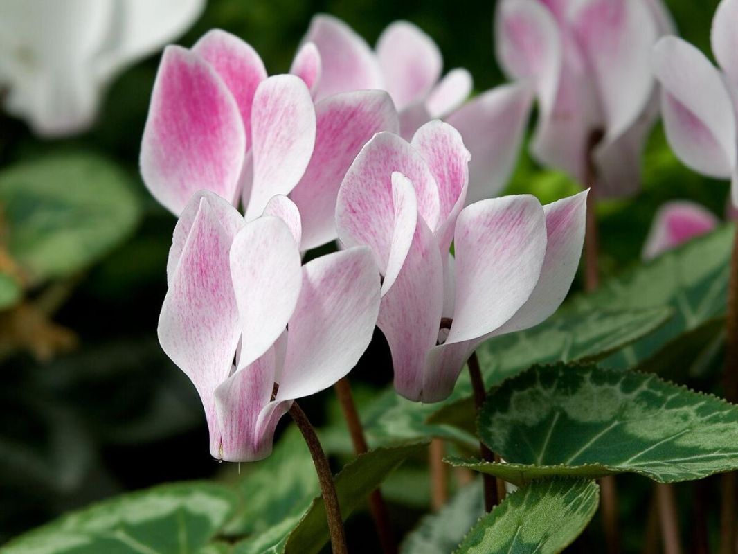 Секреты успешного ухода за цикламеном: как подкормка влияет на цветение