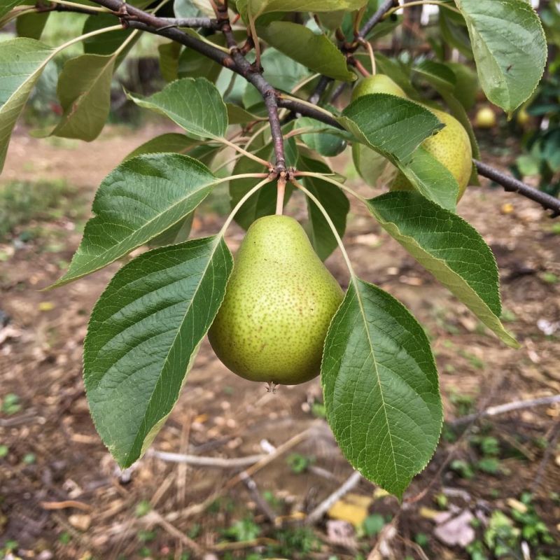 Золотая осень: волшебство опавших листьев груши