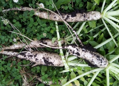 ��� ��������� ���������� ������: ������� ������