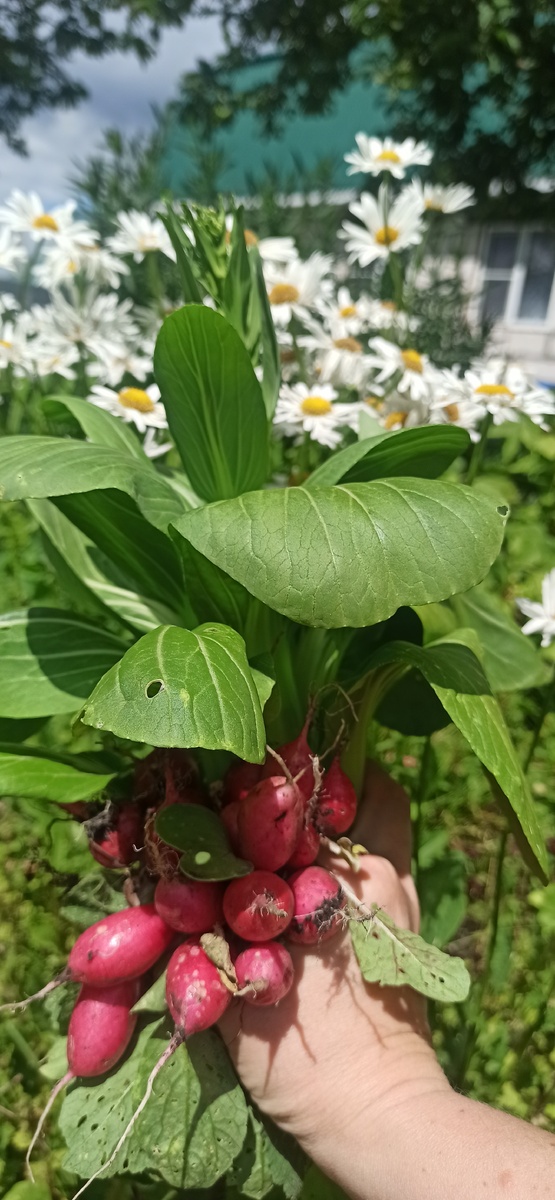 Польза огорода: как редкие сорта овощей делают жизнь ярче
