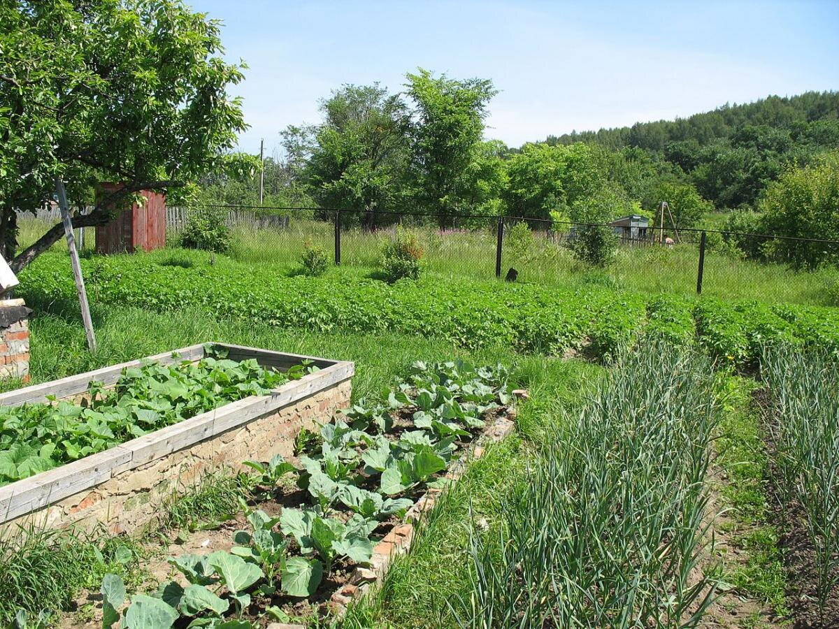 Опасности переудобрения: как не навредить урожаю мочевиной и органикой