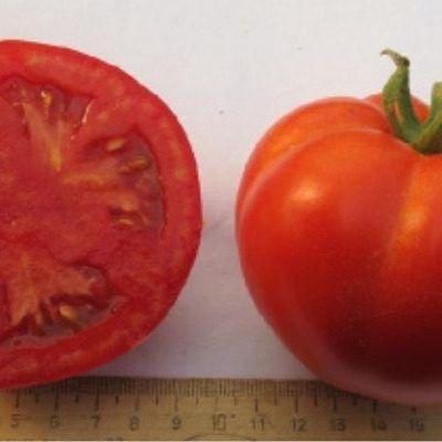 Томат Важная персона: компактный ранний гибрид для теплиц с универсальным использованием