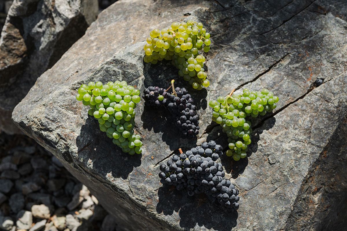 Винная Кубань: где снимали «Время вина: люди» и почему этот край особенный