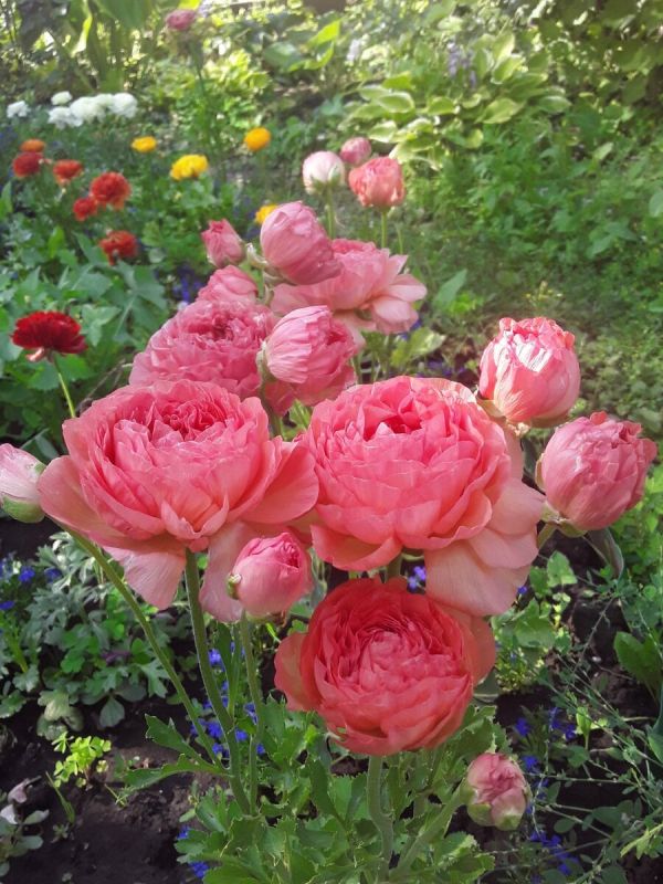 Цветущий сад в июле: секреты ухода и наслаждения