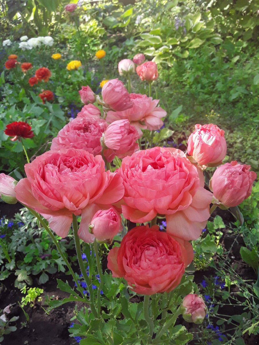 Цветущий сад в июле: секреты ухода и наслаждения