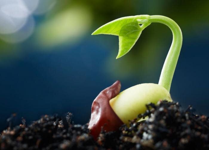 Как выбрать старые семена для посадки: что нужно знать