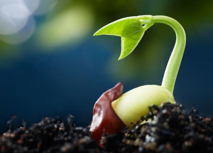 Как выбрать старые семена для посадки: что нужно знать