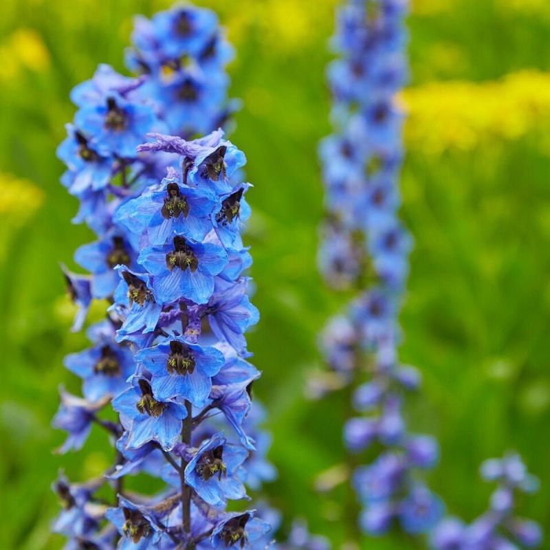 Как вырастить дельфиниумы из семян: секреты и хитрости для цветоводов