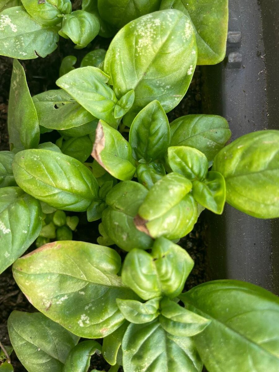 Проблемы с базиликом: что происходит?