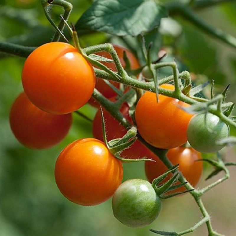 ��� ��������� �������� ������: ������������ ������ �� �������