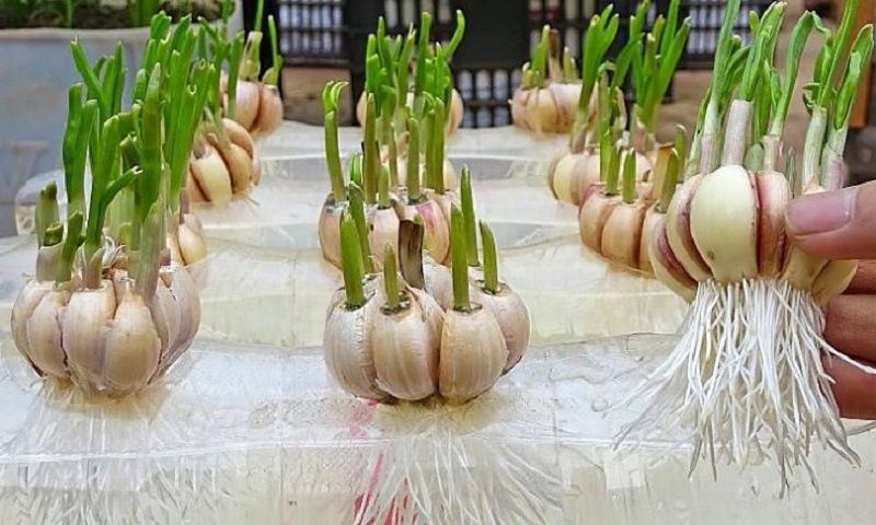 ������ �� �������: ��� ��������� ������� ������ ��� ������