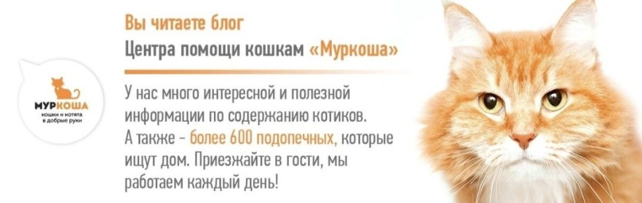 Кошки, которые станут вашими лучшими друзьями на кухне