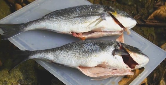 ��� ����������� ������ �� �����: ������� � ������� ������ ��� ������ �� �������