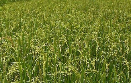 На Филиппинах выявили три новых сорта риса, полезных для диабетиков