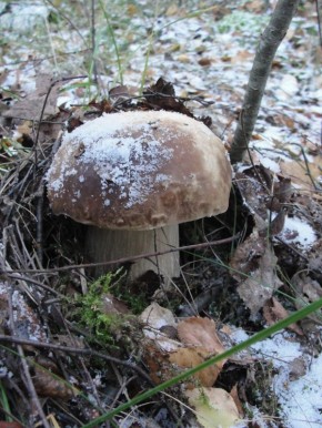 ����� ������ ��� �� ��������: �� ������� ������� �������