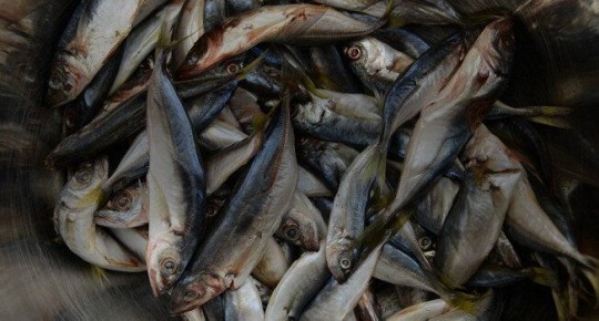 ��������: ���������� ���������� ����