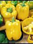 Сладкий и урожайный перец для теплиц: все о сорте Асти кубовидный желтый