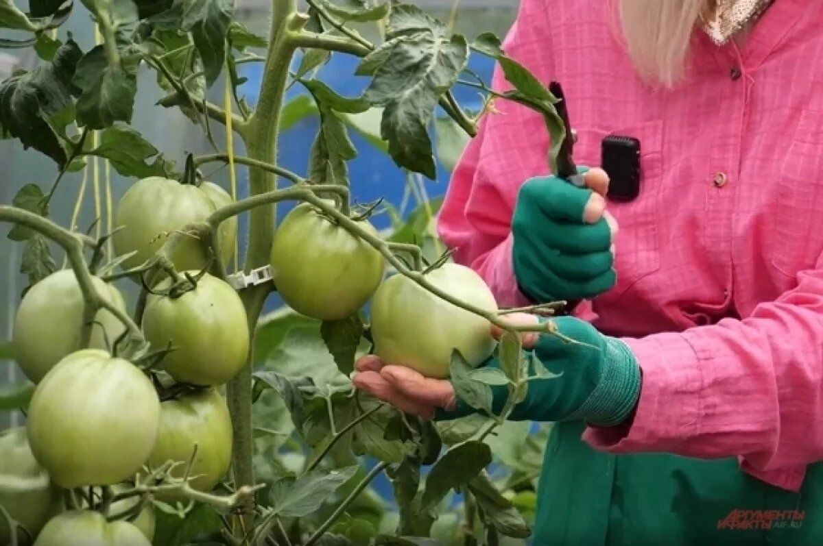 Как ускорить созревание помидоров: советы известного садовода