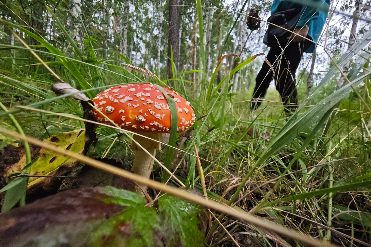 Как необычное решение помогло грибникам выжить в тайге
