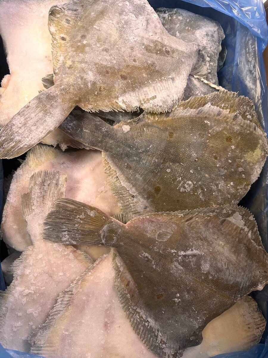 Камбала черноморская: свежие запасы и вкусные рецепты