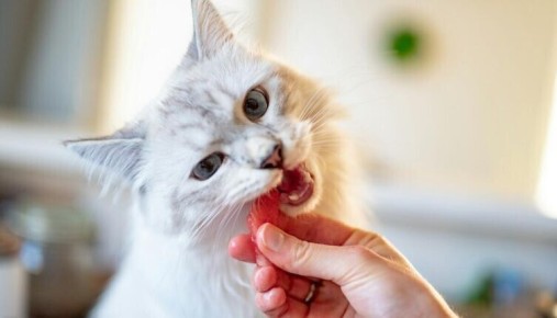 ��� �� ������������� ����� ����� ���������� �����