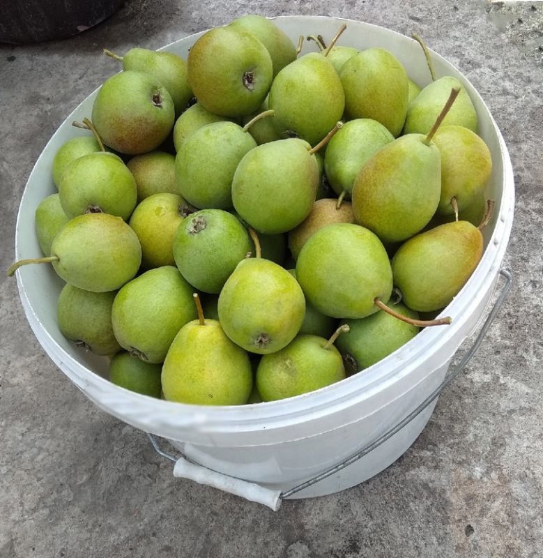 Заготовки из яблок и груш: какая осенняя кухня ждет вас