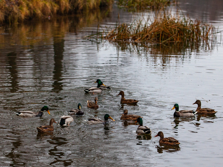 Мифы о кормлении птиц хлебом: правда или заблуждение?