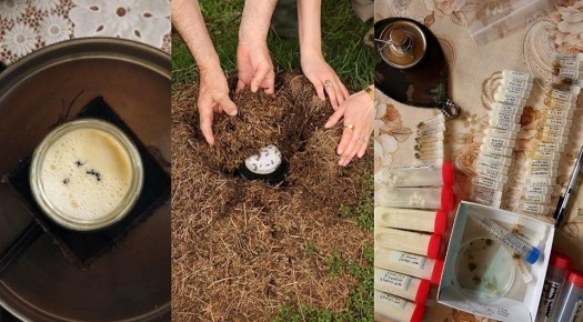 Древний секрет кочевников: йогурт на основе живых муравьев