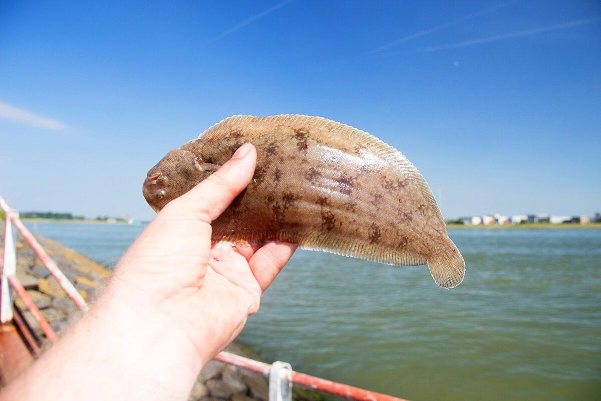 ����������� �����: ���������� ����� � �������