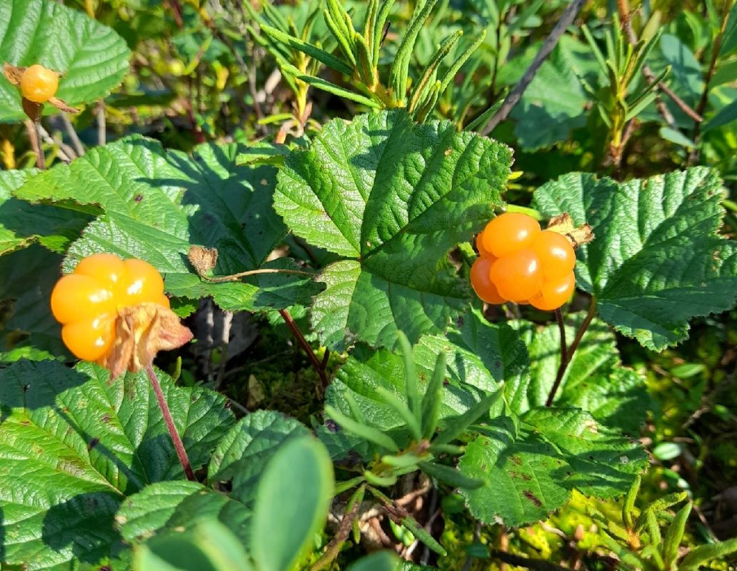 ��� ����� ������� � ���� ������