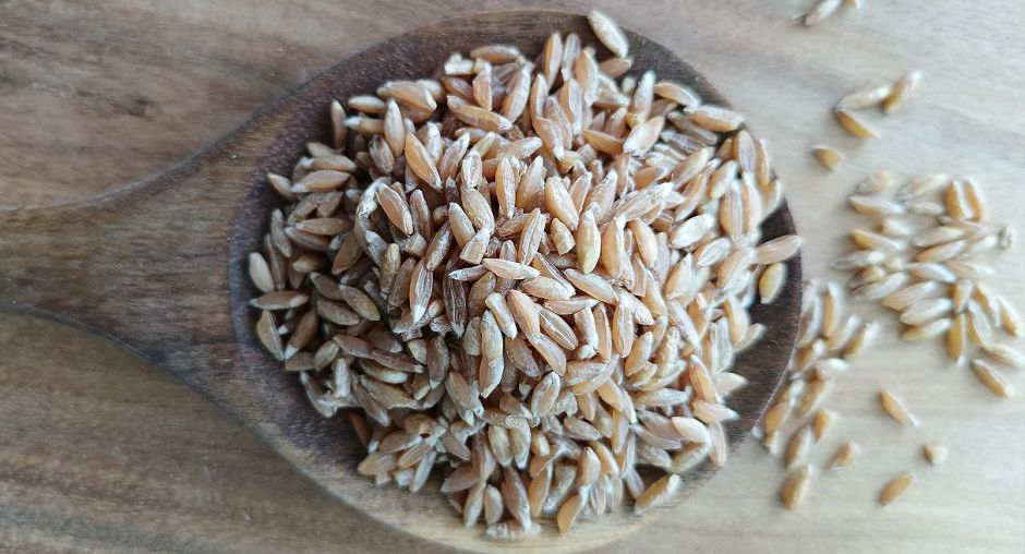 Полба: Возрождение древней культуры и её полезные свойства