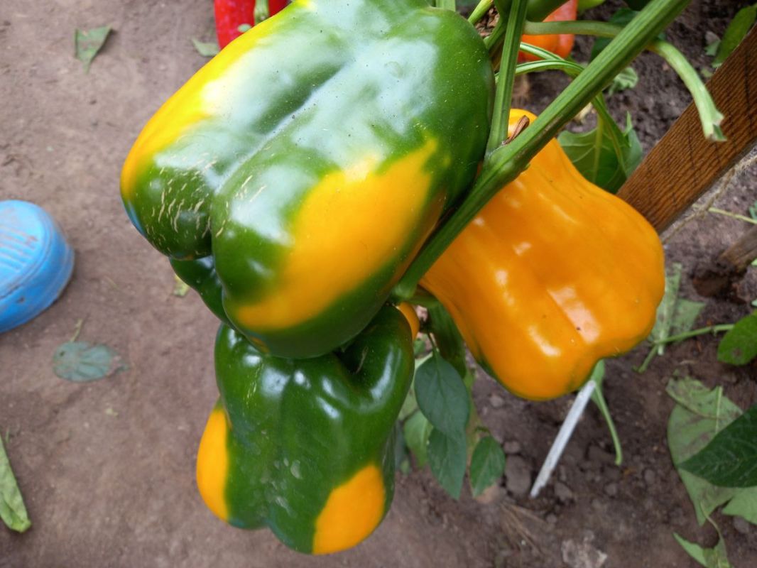 ������ �����: ������� ����� ��� ������� ����������