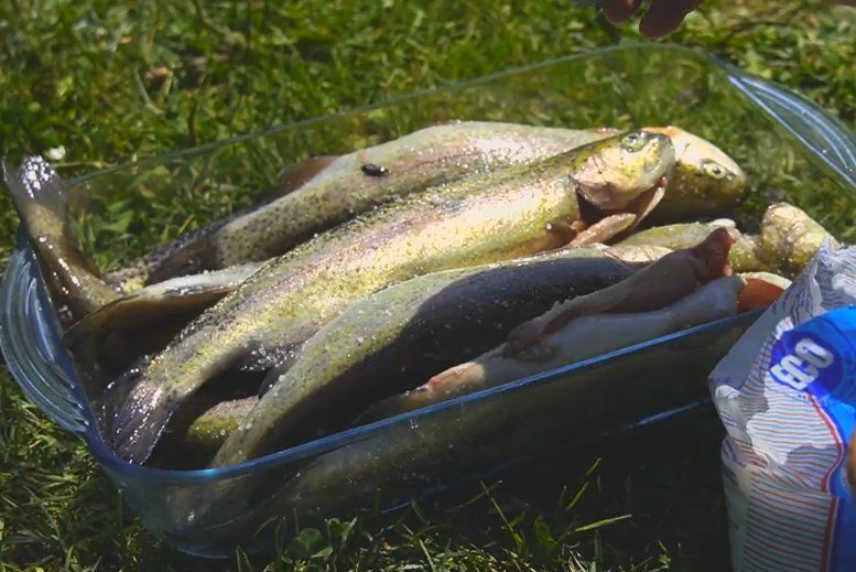 Рыбный шашлык на костре: легкий рецепт для пикника