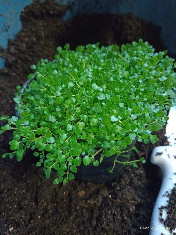 Очарование корсиканской мяты: как вырастить мини-минт на подоконнике