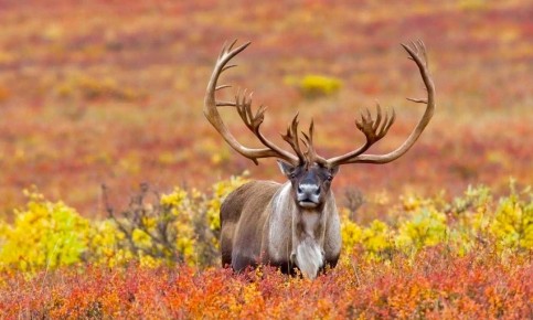 Аляска: где дикая природа встречается с уникальной кухней