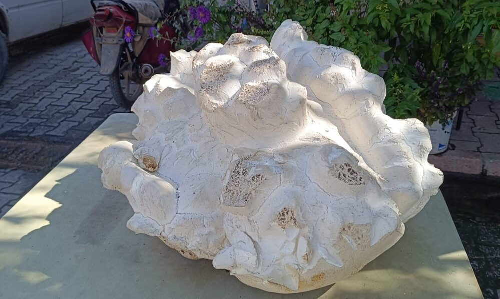 В центре Турции обнаружили гигантский гриб весом почти 20 килограммов