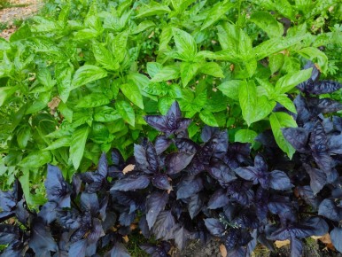 Чудеса дачи: меню из свежих продуктов на четыре дня