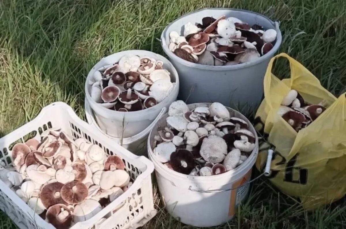 ����� �����: ������� �������� ������� � ������� �����