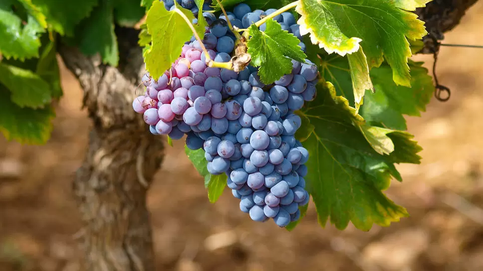 Прибыль винодельни Галицкого снижается, несмотря на рекордные доходы