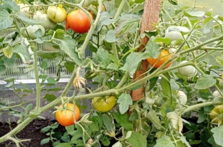 ���-5 ������� ��� ������� � ���� ������